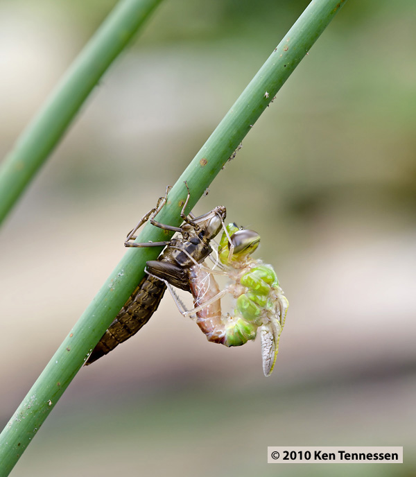 Emerging Anax junius, Common Green Darner