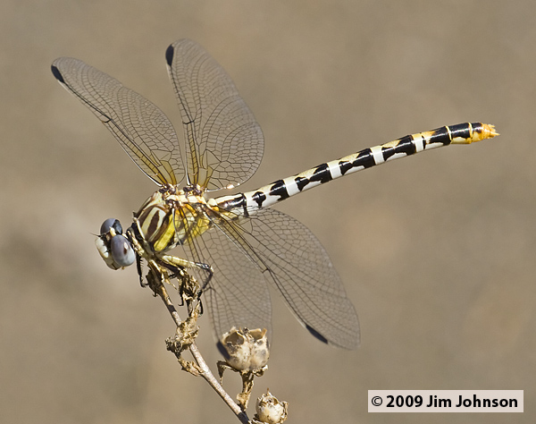 Erpetogomphus compositus 20070831_0062, White-belted Ringtail