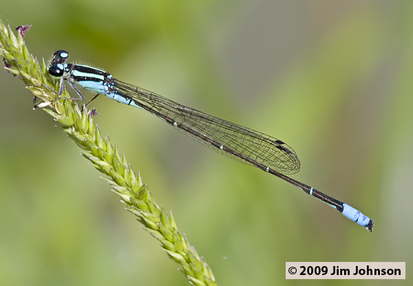 Acanthagrion floridense 20080403_0917