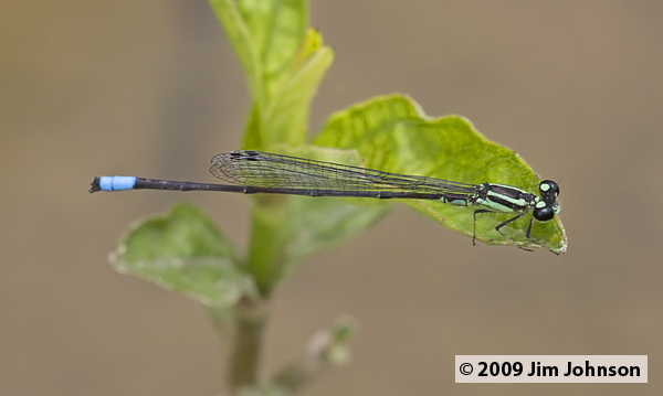 Acanthagrion trilobatum 20080328_0216