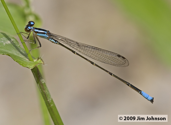 Acanthagrion trilobatum 20080328_0224