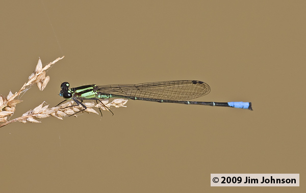 Acanthagrion yungarum 20080403_0911