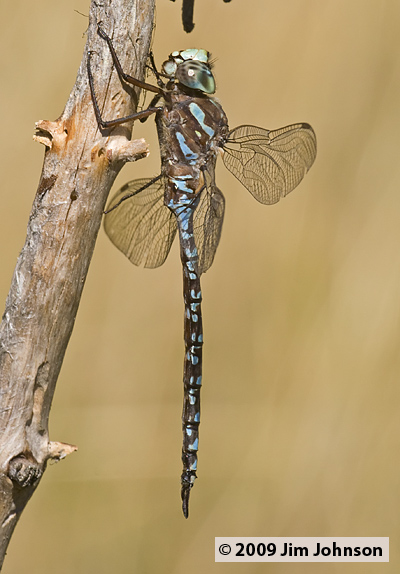 Aeshna canadensis 20070921_0050, Canada Darner