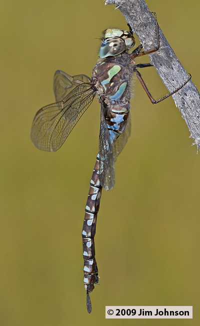 Aeshna canadensis 20090816_0172, Canada Darner
