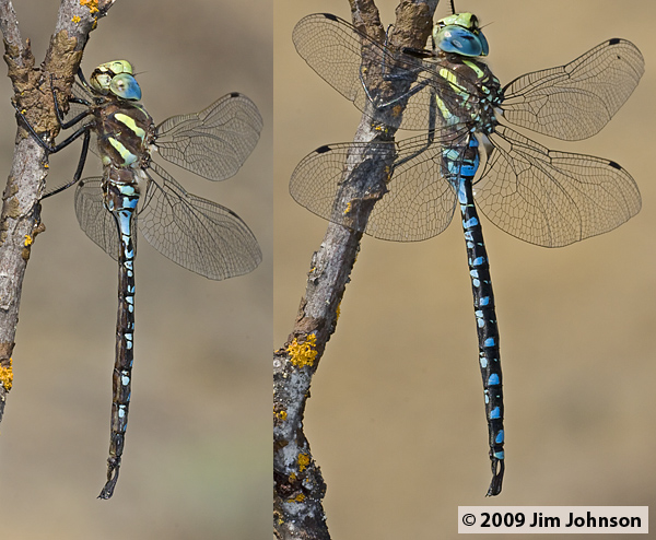 Aeshna constricta 20080913_0199, Lance-tipped Darner