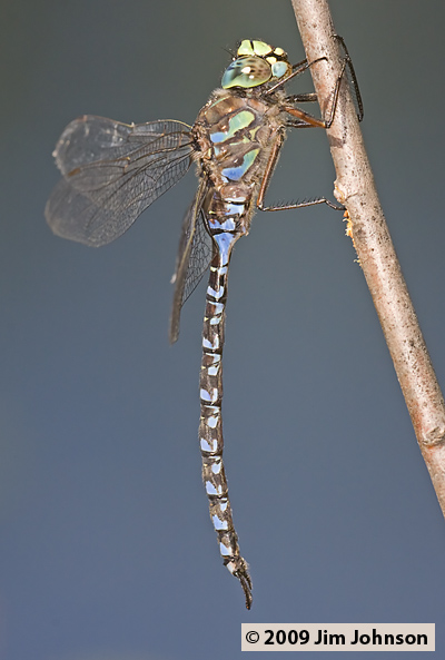 Aeshna eremita 20080823_0170, Lake Darner