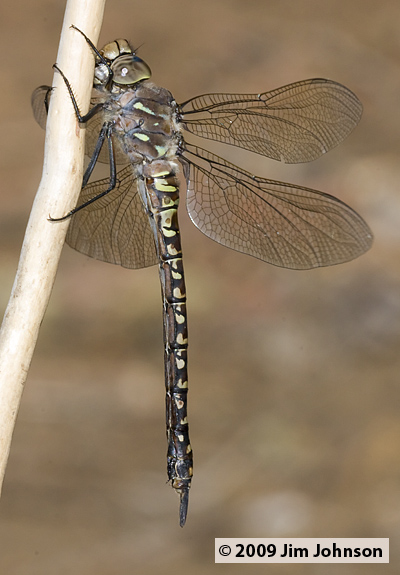 Aeshna interrupta 20080907_0463, Variable Darner Aeshna interrupta 20080907_0463, Variable Darner