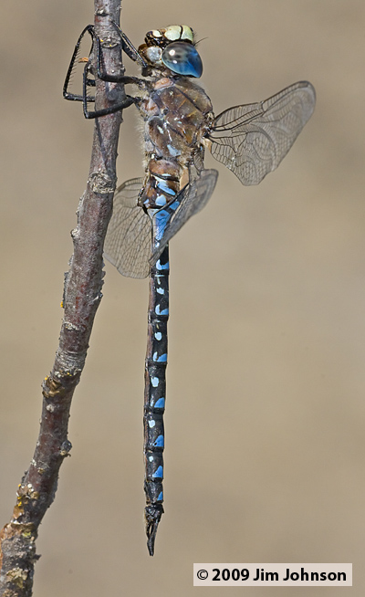 Aeshna interrupta 20080913_0243, Variable Darner Aeshna interrupta 20080913_0243, Variable Darner