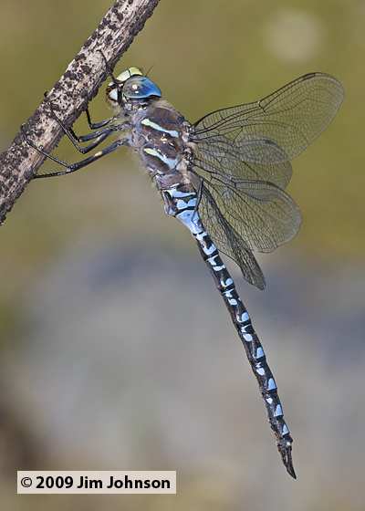 Aeshna interrupta 20090805_0022, Variable Darner Aeshna interrupta 20090805_0022, Variable Darner