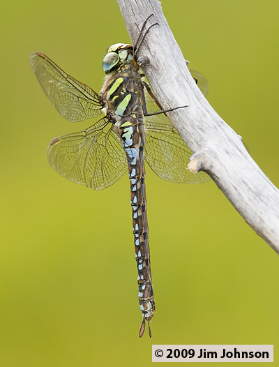 Aeshna juncea 20080822_0096, Sedge Darner