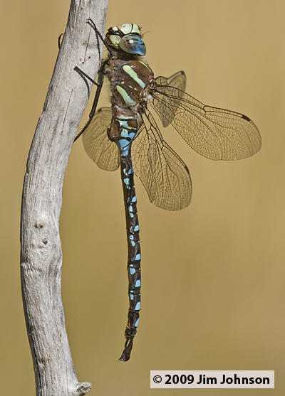 Aeshna palmata 20070921_0021, Paddle-tailed Darner Aeshna palmata 20070921_0021, Paddle-tailed Darner