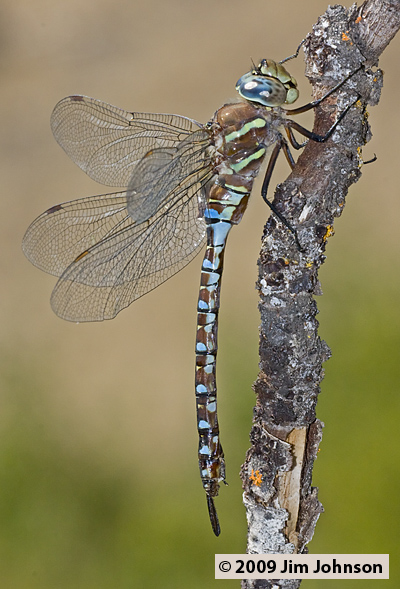 Aeshna palmata 20080913_0246, Paddle-tailed Darner Aeshna palmata 20080913_0246, Paddle-tailed Darner