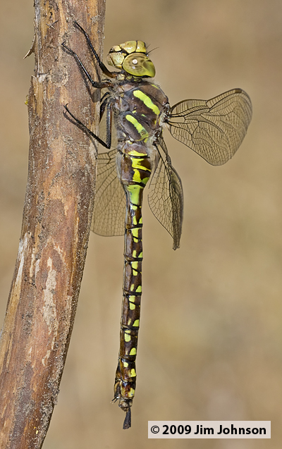 Aeshna palmata 20090803_0091, Paddle-tailed Darner Aeshna palmata 20090803_0091, Paddle-tailed Darner