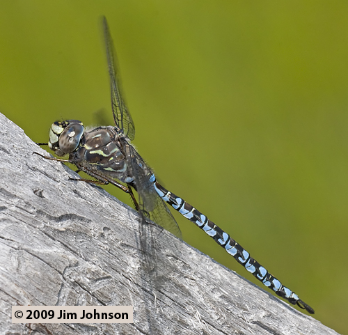 Aeshna sitchensis 20090731_0016, Zigzag Darner