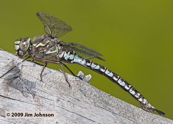 Aeshna sitchensis 20090731_0035, Zigzag Darner