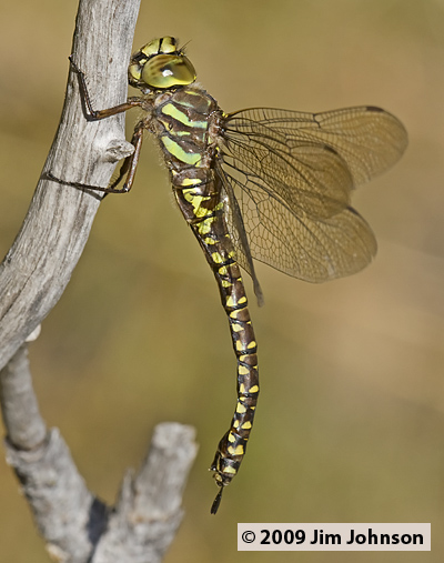 Aeshna subarctica 20070909_0006, Subarctic Darner