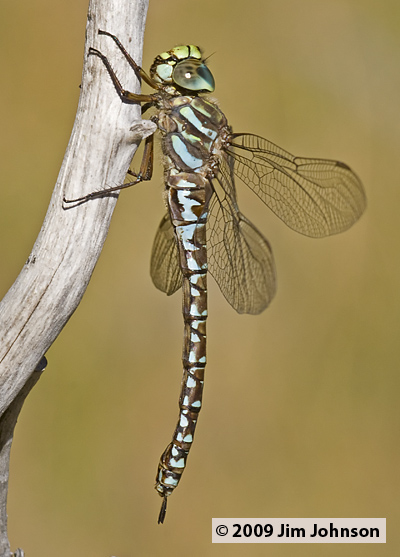 Aeshna subarctica 20070909_0032, Subarctic Darner