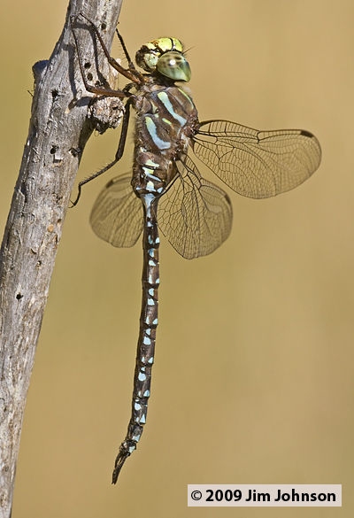 Aeshna subarctica 20070921_0009, Subarctic Darner