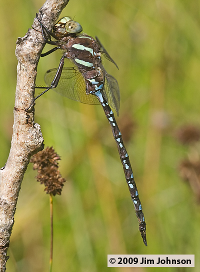 Aeshna tuberculifera 20070903_0091, Black-tipped Darner