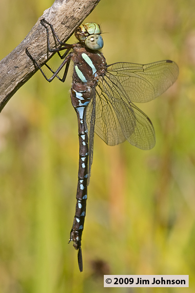 Aeshna tuberculifera 20070903_0137, Black-tipped Darner