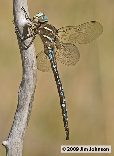 Aeshna umbrosa 20070921_0044, Shadow Darner Aeshna umbrosa 20070921_0044, Shadow Darner