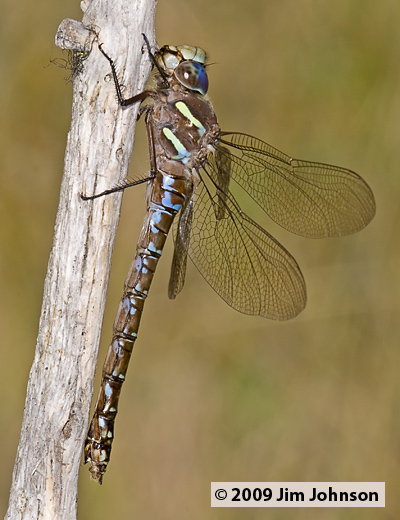Aeshna umbrosa 20070921_0070, Shadow Darner Aeshna umbrosa 20070921_0070, Shadow Darner