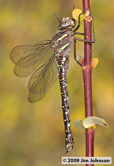 Aeshna umbrosa 20081017_0008, Shadow Darner Aeshna umbrosa 20081017_0008, Shadow Darner
