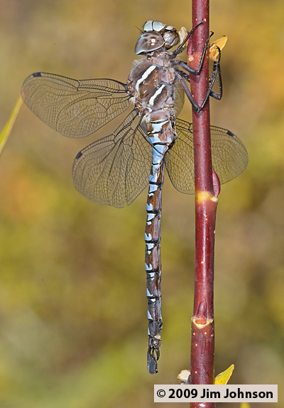 Aeshna walkeri 20081017_0073, Walker's Darner