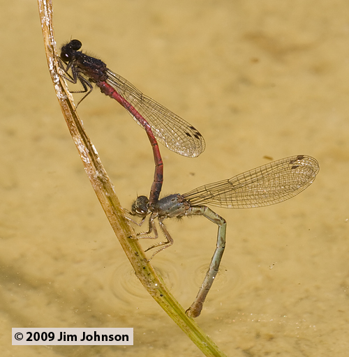 Amphiagrion abbreviatum 20070714_0053, Western Red Damsel Amphiagrion abbreviatum 20070714_0053, Western Red Damsel