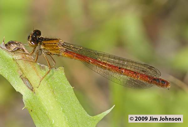 Amphiagrion abbreviatum 20080703_0048, Western Red Damsel
