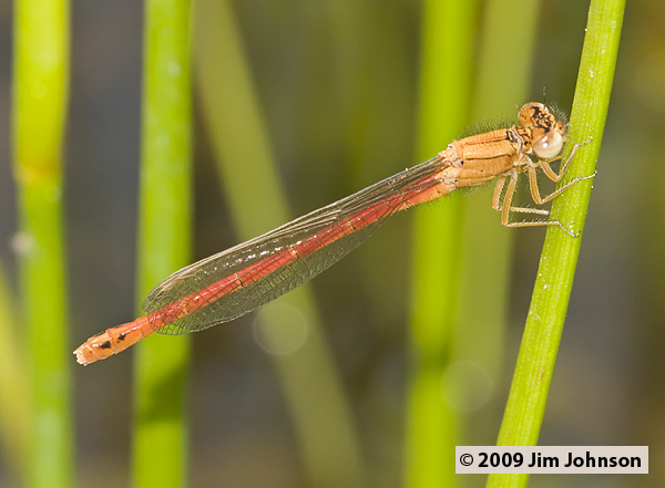 Amphiagrion abbreviatum 20080703_0078, Western Red Damsel Amphiagrion abbreviatum 20080703_0078, Western Red Damsel