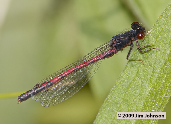 Amphiagrion abbreviatum 20080703_0129, Western Red Damsel Amphiagrion abbreviatum 20080703_0129, Western Red Damsel