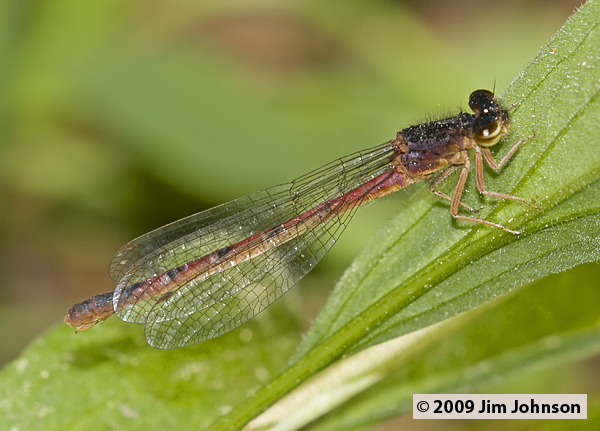 Amphiagrion abbreviatum 20080703_0142, Western Red Damsel Amphiagrion abbreviatum 20080703_0142, Western Red Damsel