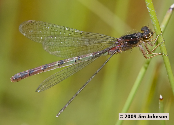 Amphiagrion abbreviatum 20090717_0200, Western Red Damsel Amphiagrion abbreviatum 20090717_0200, Western Red Damsel