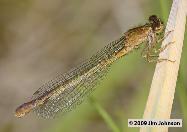 Amphiagrion abbreviatum 20090717_0210, Western Red Damsel Amphiagrion abbreviatum 20090717_0210, Western Red Damsel