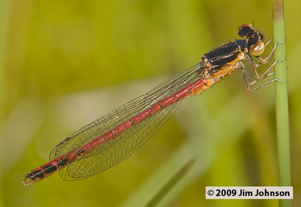 Amphiagrion abbreviatum 20090717_0241, Western Red Damsel Amphiagrion abbreviatum 20090717_0241, Western Red Damsel