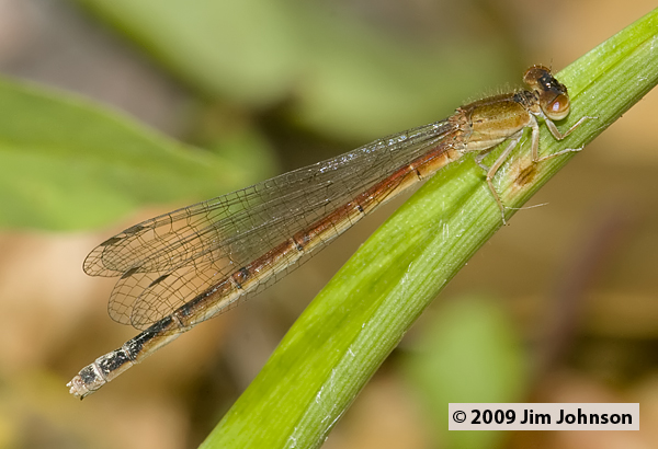 Amphiagrion saucium 20090531_0117, Eastern Red Damsel