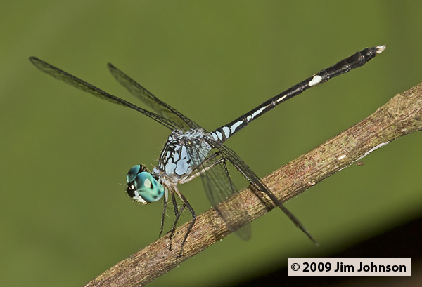 Anatya guttata 20090504_0661