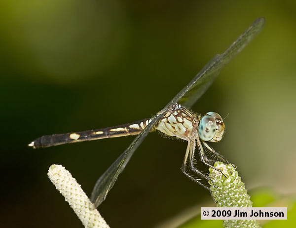 Anatya guttata 20090506_0089