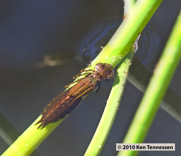 Emerging Anax junius, Common Green Darner Emerging Anax junius, Common Green Darner