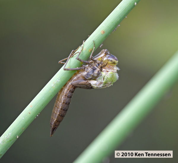 Emerging Anax junius, Common Green Darner Emerging Anax junius, Common Green Darner