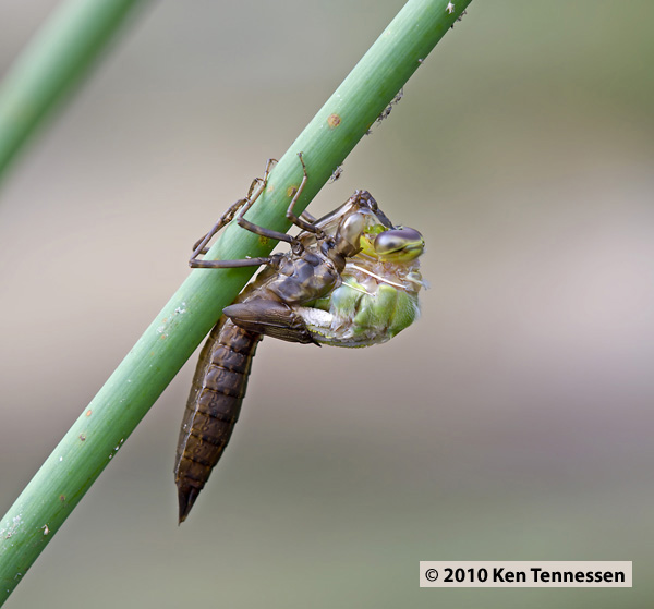 Emerging Anax junius, Common Green Darner Emerging Anax junius, Common Green Darner