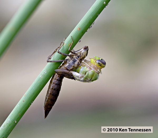 Emerging Anax junius, Common Green Darner Emerging Anax junius, Common Green Darner