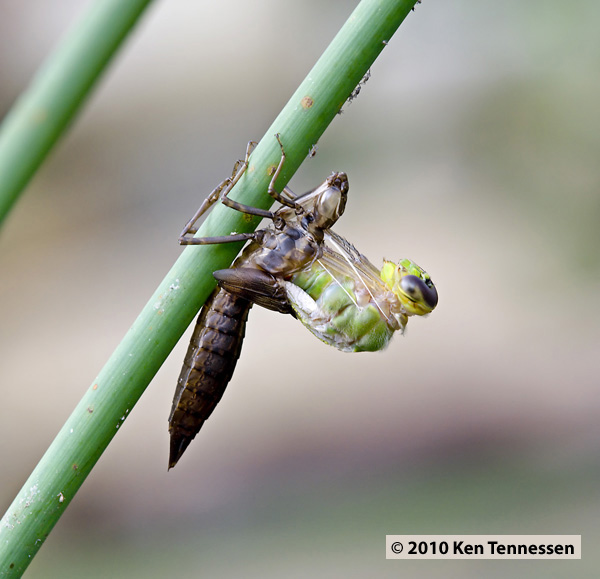 Emerging Anax junius, Common Green Darner Emerging Anax junius, Common Green Darner