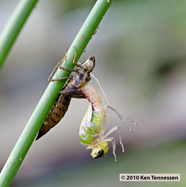Emerging Anax junius, Common Green Darner Emerging Anax junius, Common Green Darner