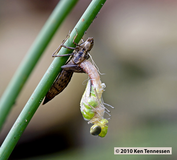 Emerging Anax junius, Common Green Darner Emerging Anax junius, Common Green Darner
