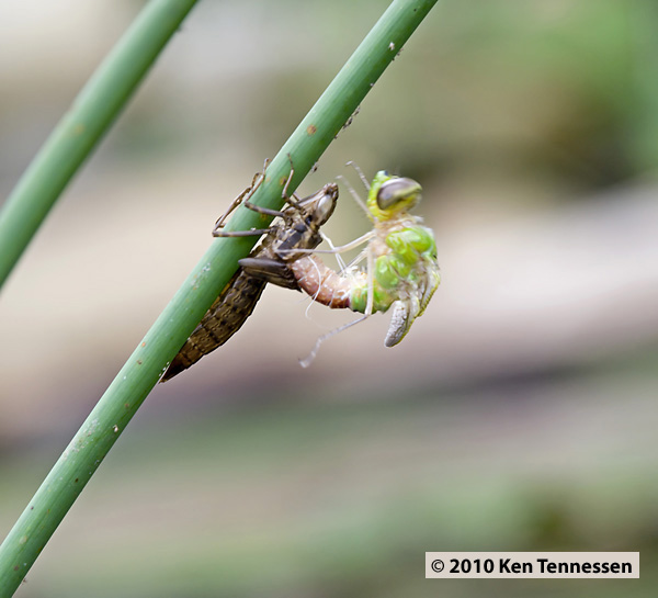 Emerging Anax junius, Common Green Darner Emerging Anax junius, Common Green Darner