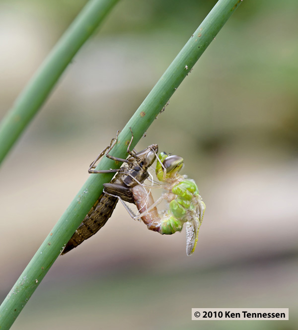 Emerging Anax junius, Common Green Darner Emerging Anax junius, Common Green Darner