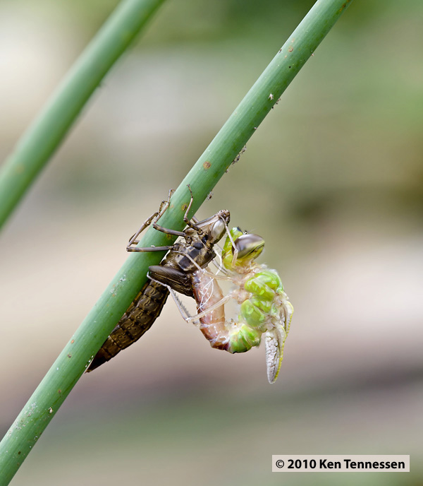 Emerging Anax junius, Common Green Darner Emerging Anax junius, Common Green Darner