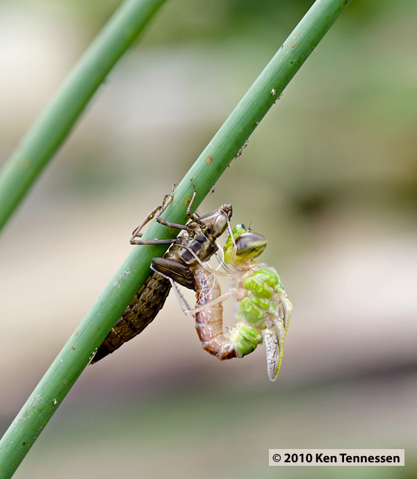 Emerging Anax junius, Common Green Darner Emerging Anax junius, Common Green Darner